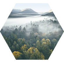 Paysage forestier dans le brouillard