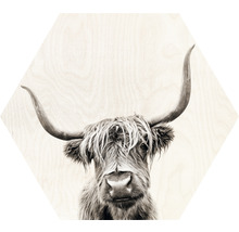 Hexagon Scottish Highland Cattle V 45x45 cm