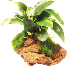 Speerblatt, Moosball - Anubias nana, Aegagropila Limited Edition No. 10