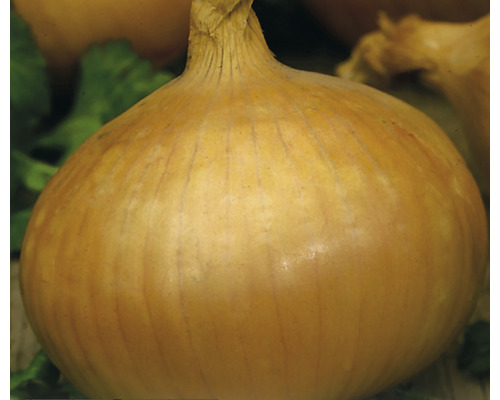 Oignon jaune, légume frais pour la cuisine