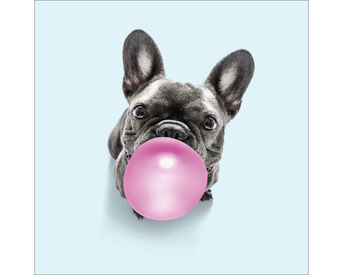 Leinwandbild Dogs chewing gum II 27x27 cm