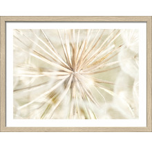 Gerahmtes Bild einer Pusteblume im Detail