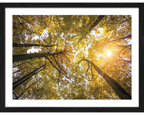 Tableau encadré Sunshine forest I 33x43 cm