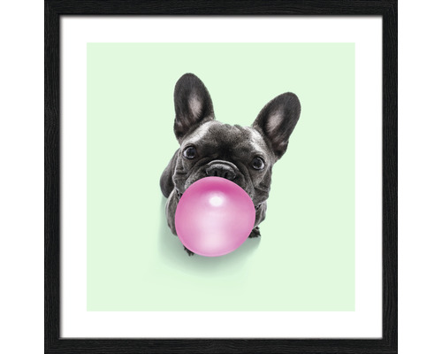 Tableau encadré Dogs chewing gum II 33x33 cm
