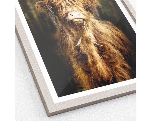 Image encadrée d''une vache Highland