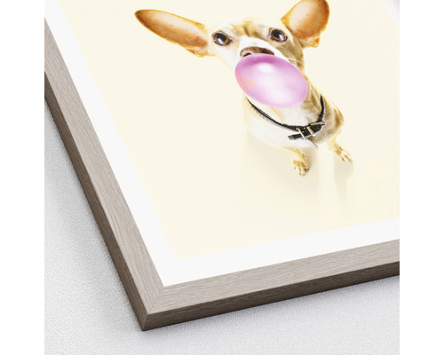 Gerahmtes Bild eines kleinen Hundes mit einem Kaugummi