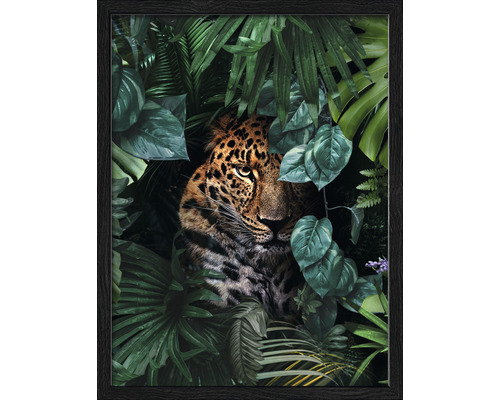 Tableau encadré Jaguar in jungle 33x43 cm