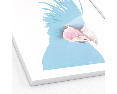 Image encadrée d''un cacatoès