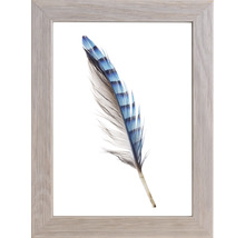 Image encadrée d''une plume bleue