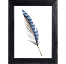 Image encadrée d''une plume d''oiseau bleue