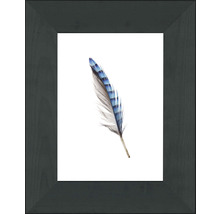 Image encadrée d''une seule plume d''oiseau