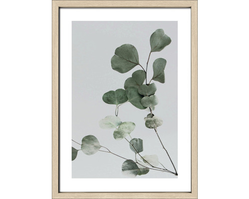 Gerahmtes Bild Eucalyptus II 53x73 cm