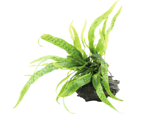 Java Farn Green Gnom - Microsorum pteropus Green Gnom