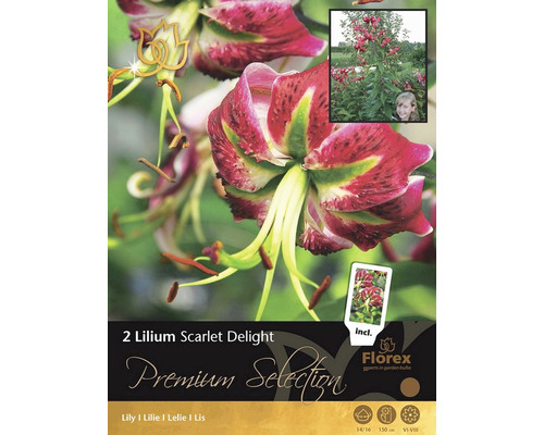 Bulbes de lys 'Scarlet Delight' Premium Selection 2 pces