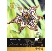 Ferraria Crispa Blumenzwiebel Verpackung