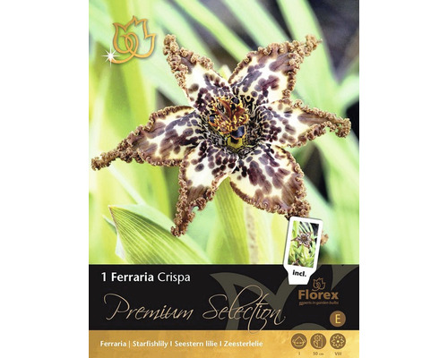 Bulbes de 'Ferraria crispa' Premium Selection 1 pce