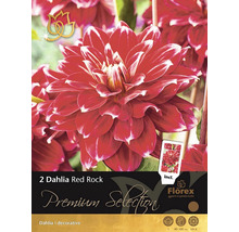Packung mit zwei dekorativen Dahlien Red Rock Blumenzwiebeln