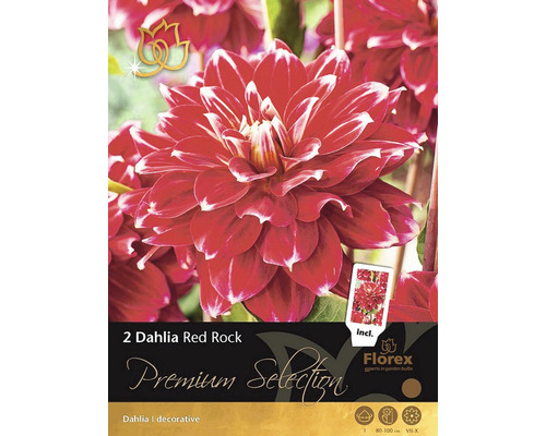 Bulbe de dahlia 'Red Rock' 2 pces