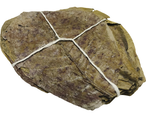 Feuilles d’amandier de mer Catappa-Leaves Catappa feuilles 10-15 cm 30 pièces