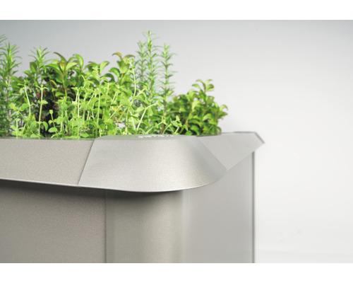 Vue détaillée d''un bac à plantes avec des herbes fraîches.