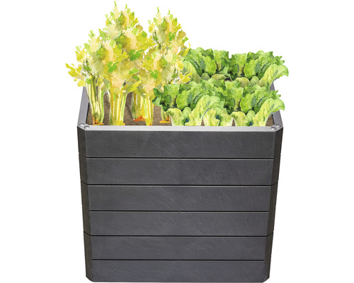 Jardinière surélevée avec laitue et céleri