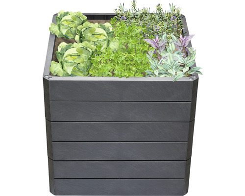 Jardinière surélevée avec chou et herbes aromatiques