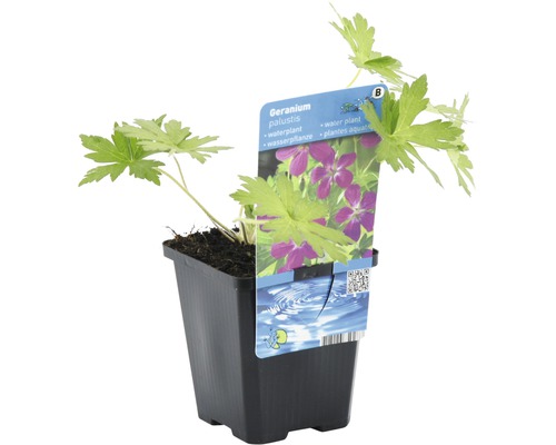 Geranium palustris im Topf, eine Wasserpflanze