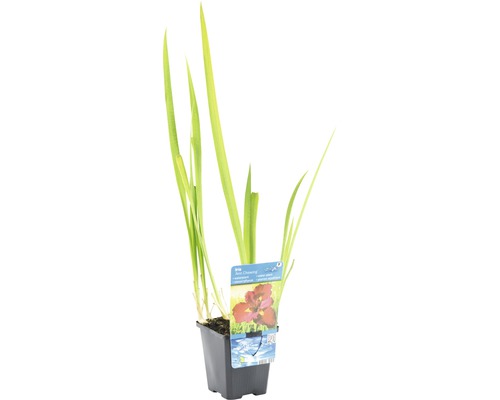 Iris im Topf mit Pflanzenetikett
