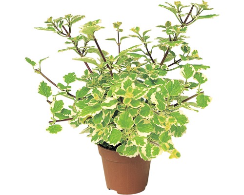 Plectranthus coleoides FloraSelf® pot de 12, blanc-vert