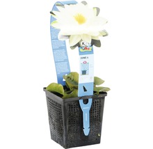 Nénuphar en pot avec un pétale blanc