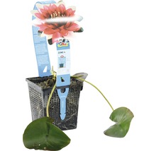 Nénuphar en pot avec fleur rouge et feuilles vertes.