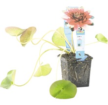 Nénuphar en pot avec feuilles et fleur