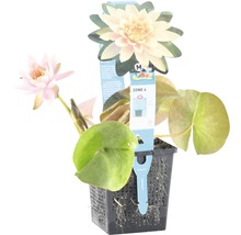 Nénuphar en pot avec fleur et feuilles flottantes