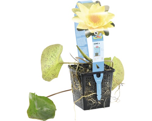 Gelbe Seerose im Topf für Gartenteiche