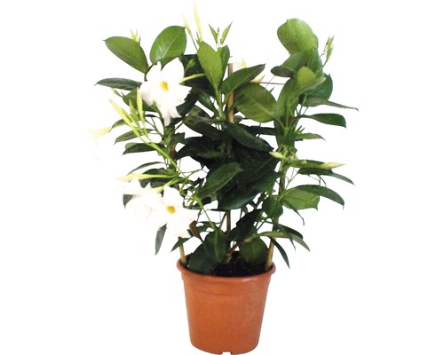 Dipladenia-Topfpflanze mit Rankhilfe und weißen Blüten