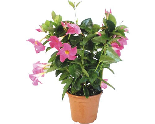 Dipladénia, Mandevilla Spalier FloraSelf Dipladenia H 30-35 cm Ø 14 cm pot Mandevilla en pot avec des fleurs roses et des feuilles vertes