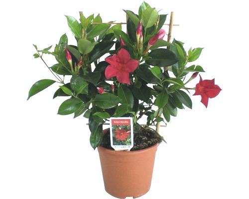 Mandevilla-Pflanze mit roter Blüte im Topf mit Rankhilfe