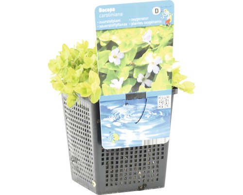 Bacopa caroliniana en pot, une plante oxygénante pour le bassin de jardin