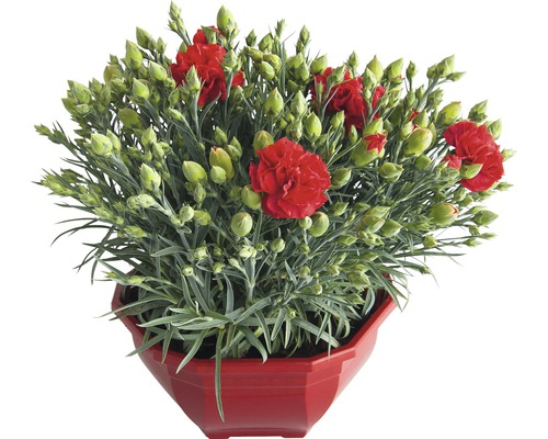 Œillet commun FloraSelf® Dianthus caryophyllus 'Carnelia' coupe Ø 20 cm