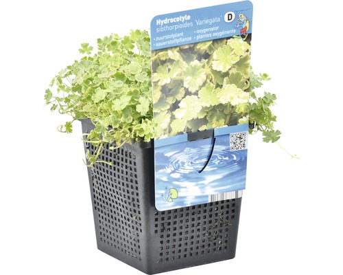 Hydrocotyle sibthorpioides Variegata im Topf, eine Sauerstoffpflanze für den Teich
