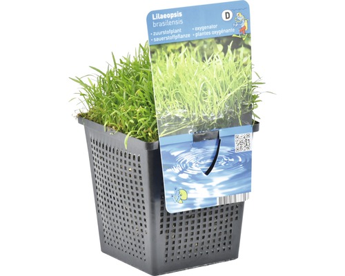Lilaeopsis brasiliensis plante oxygénante en pot à mailles