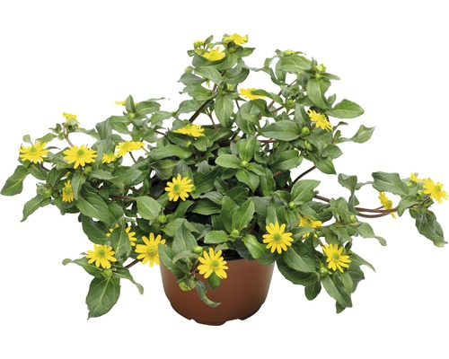 Sanvitalia FloraSelf® pot de 10.5 jaune