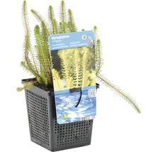 Myriophylle FloraSelf Myriophyllum crispata h5-15 cm Co 1 l
