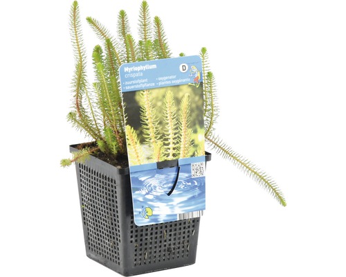 Myriophyllum crispata Sauerstoffpflanze im Topf