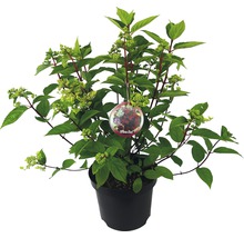 Rispenhortensie 'Wim's Red'®, 40 - 50 cm