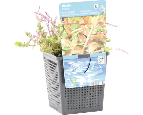 Rotala indica im Topf, eine Sauerstoffpflanze für Aquarien