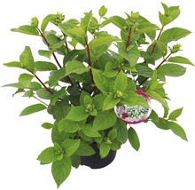 Rispenhortensie 'Wim's Red'®, 40 - 50 cm