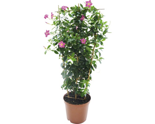 Dipladenie, Trichterblüte Spalier FloraSelf Dipladenia mandevilla H 50-60 cm Ø 17 cm Topf rosa, rot, zufällige Farbauswahl