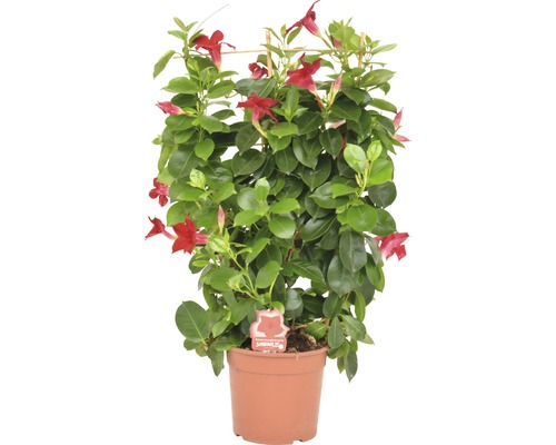 Dipladenia en pot avec support à grimper et fleurs rouges