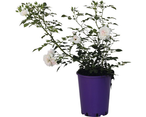 Rosier ADR, rosier couvre-sol FloraSelf Aspirin® 40-60 cm blanc-rose
